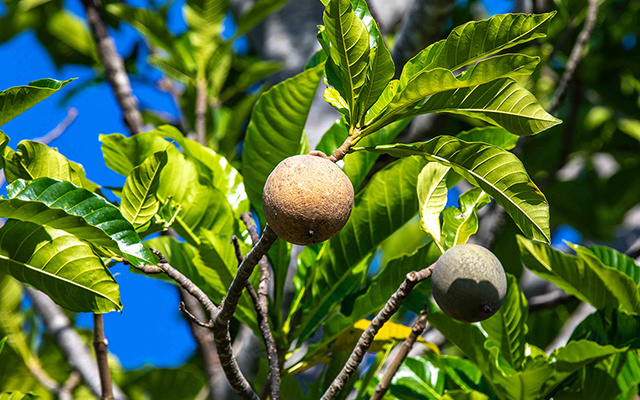 A fruta brasileira que parece comum esconde um segredo azul-escuro que surpreende quem descobre