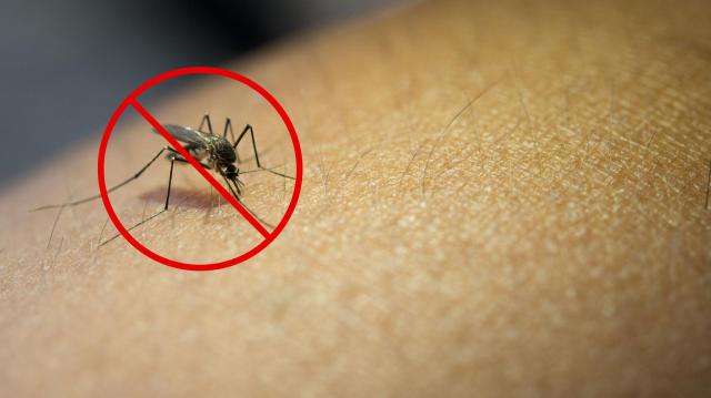 Me livrei dos mosquitos em casa com um truque muito simples: você só precisa desse ingrediente que todos temos na cozinha