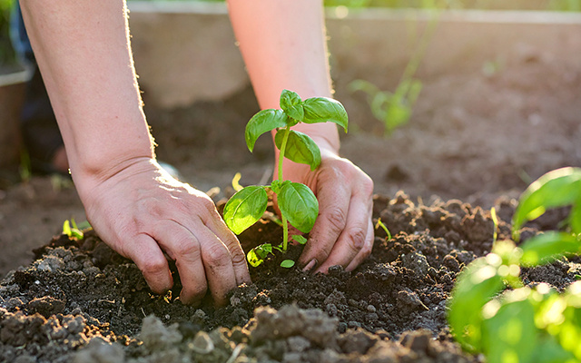 Segundo jardineiros, a planta que repele mosquitos melhor do que a lavanda