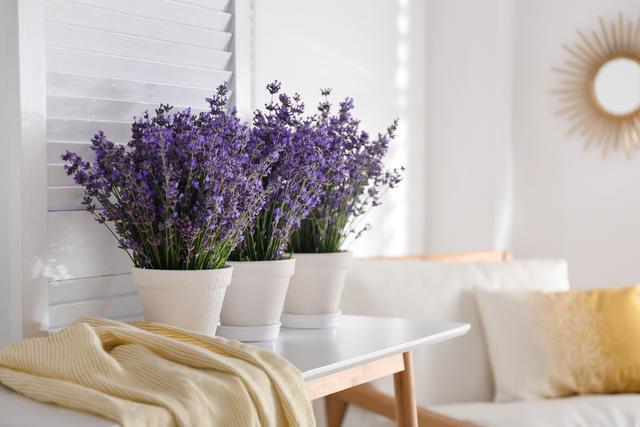 Minha avó sempre teve essas plantas em casa e nunca vimos um mosquito por lá