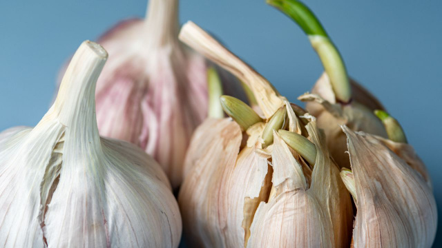 Segundo especialistas, o alho com broto é seguro para consumo, mas tem um detalhe importante que muda tudo