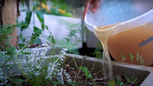 Receita de adubo de arroz (não pode ser parboilizado!) deixa o solo vivo e ajuda no crescimento de flores e frutas nas suas plantas
