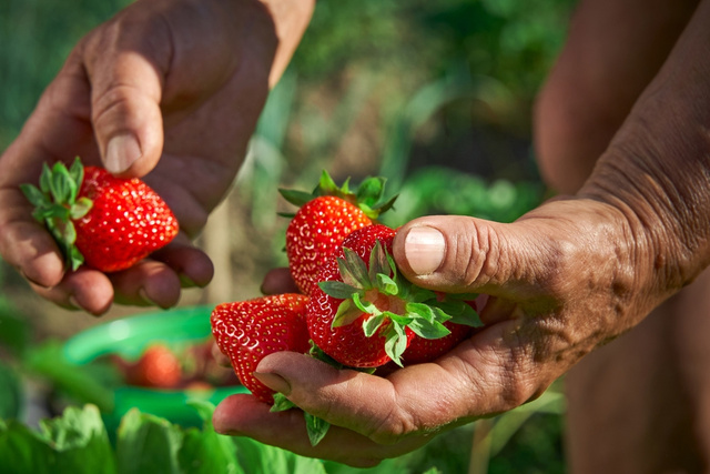 Festival do Morango de Atibaia e Jarinu valoriza produtor e une tradição de fazenda ao sabor doce das frutas