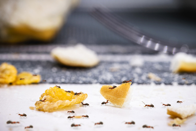 O segredo para eliminar formigas está no lixo da sua cozinha: aprenda esse truque simples e eficaz