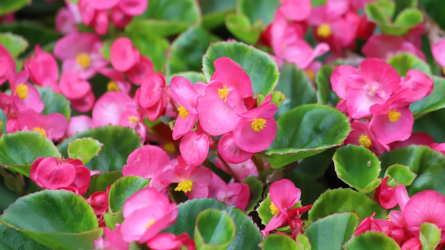 Esta planta ornamental elegante se tornou a escolha favorita para apartamentos e ambientes internos