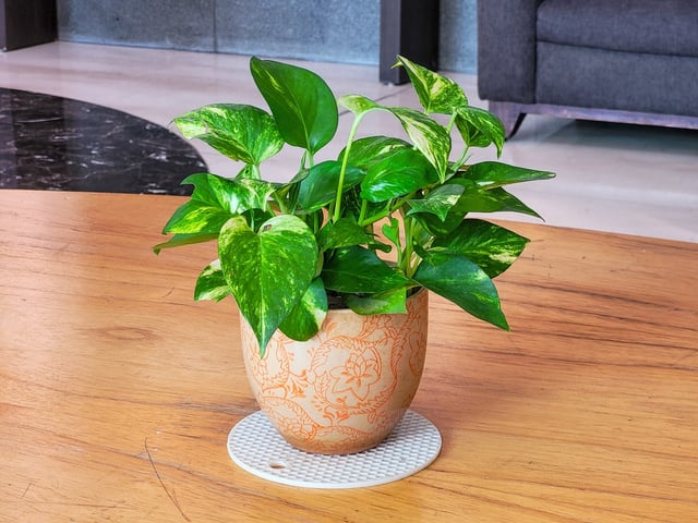 É possível cultivar plantas até nos cantos escuros da casa desde que sejam essas 3 espécies