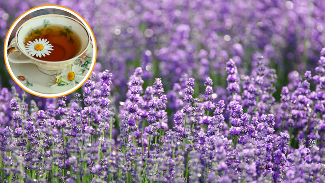 O segredo das lavandas perfumadas pode estar no chá de camomila