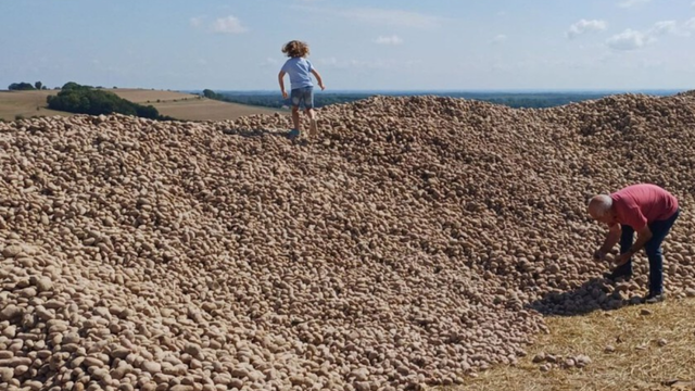 Um agricultor doa 500 toneladas de batatas para evitar que apodreçam, transformando seu campo em um local de peregrinação para necessitados e oportunistas