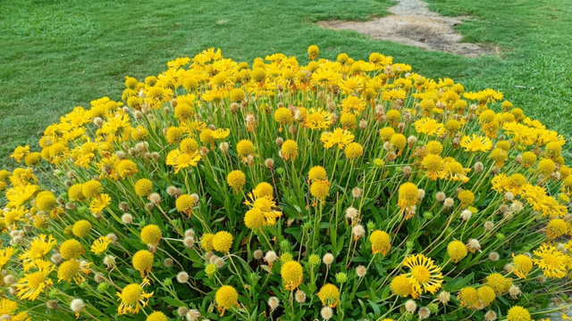 Chega de mosquitos e traças: essa planta afasta insetos e perfuma a casa tão bem quanto a lavanda