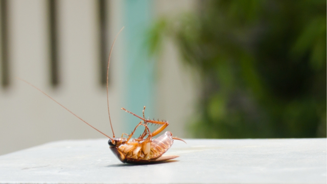 Adeus baratas: o remédio caseiro feito com apenas 3 ingredientes pode eliminar esses insetos de uma vez por todas