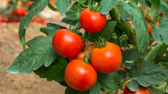 Pouca gente sabe, mas essa técnica alemã de jardinagem pode dobrar a produção dos seus tomates