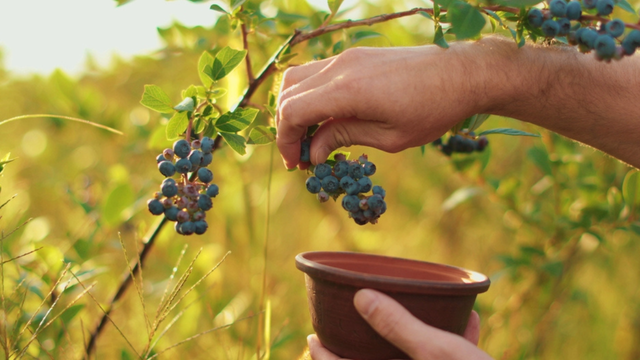 Muito mais do que uma fruta: o alimento que protege "todo o seu corpo", do coração ao cérebro