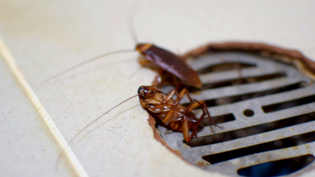 Fiz e deu certo: receita caseira mata baratas em 1 hora