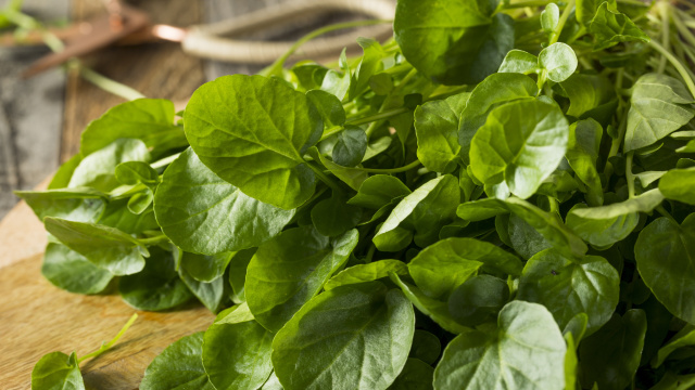 Folha verde eleita o vegetal nº 1 do mundo para a sua saúde é um superalimento acessível e reduz o risco de doenças crônicas