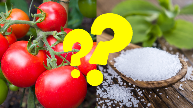 Você comeria tomate COM ADOÇANTE?! Pois é isso que os coreanos estão fazendo! Entenda o motivo dessa prática curiosa!