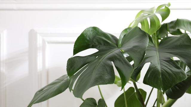 Misturei chá de camomila com vinagre e minhas plantas ganharam vida nova: descubra por que esse truque está fazendo sucesso