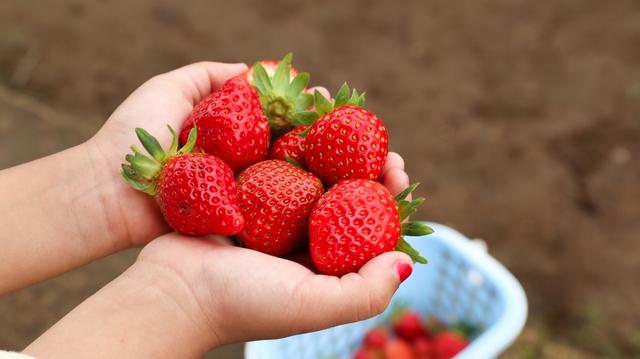 Apenas 1 colher de sopa desse fertilizante caseiro sob cada planta e você terá uma colheita enorme de morangos
