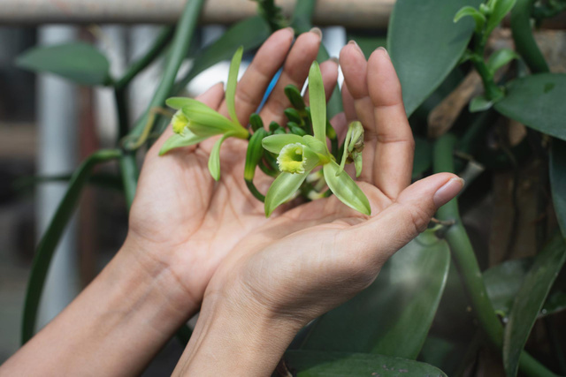Poucas pessoas sabem, mas a baunilha vem de uma orquídea: veja como plantar em sua casa e acrescente já nas suas receitas