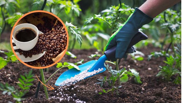 Enterre grãos de café na sua plantação de tomate e veja a mágica acontecer