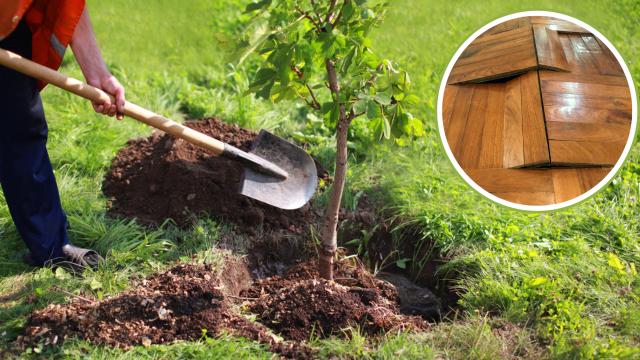 Evite plantar essas 5 árvores no seu jardim, elas podem elevar o piso da sua casa