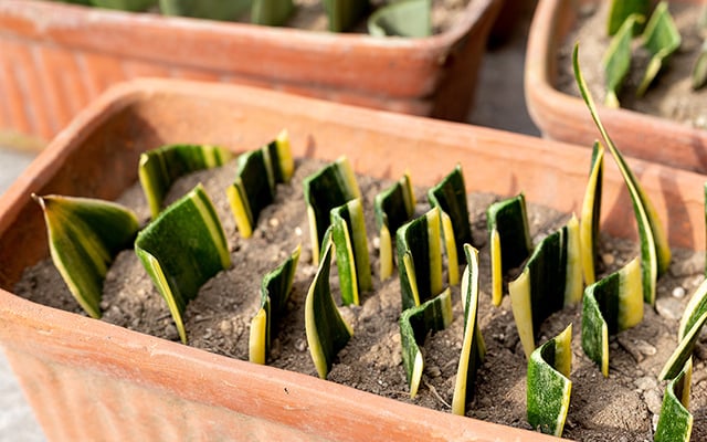 Não é só decoração: por que colocar sal na terra da língua-de-sogra faz toda a diferença