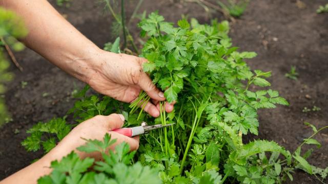 Nunca mais tive que comprar coentro no mercado depois que descobri essas dicas para cultivar em casa