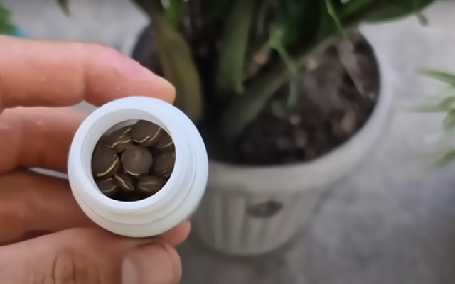 Sua zamioculca vai estourar de tanto crescer se você usar apenas esse comprimido!