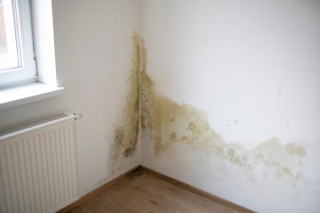 Adeus manchas nas paredes e tetos: solução potente com um ingrediente simples absorve a umidade de casa no outono