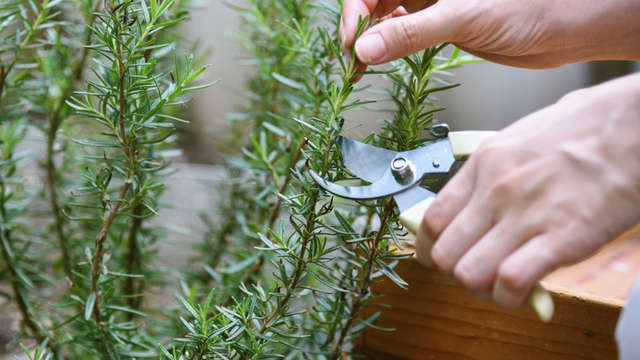 11 ervas que você pode cultivar em casa para temperar os pratos e aproveitar seus benefícios naturais