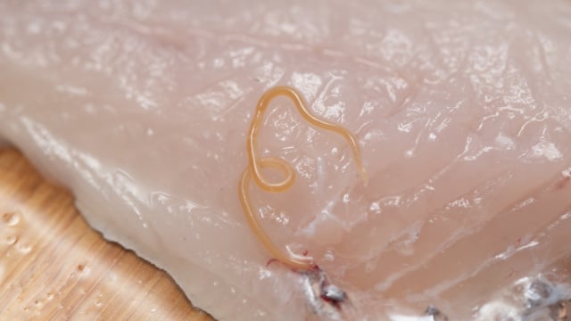 Santiago González, tecnólogo de alimentos: “Para eliminar o anisakis, o peixe deve ser cozido na região da barriga.”