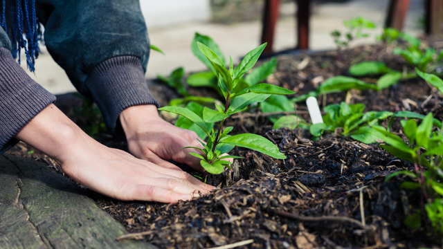 Não tem clima ruim para essas plantas: 7 opções que resistem bem ao calor e ao frio