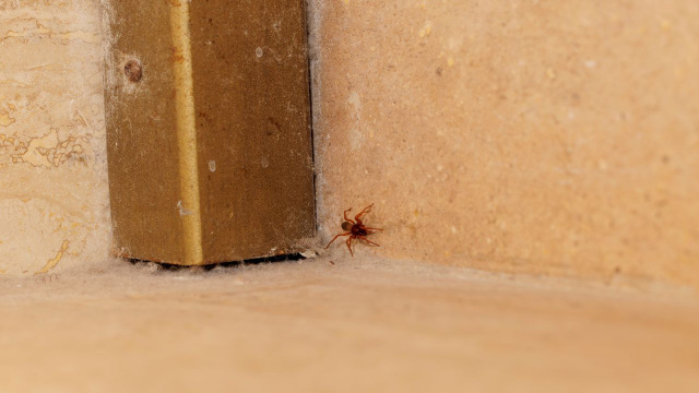 5 maneiras de se livrar de aranhas usando itens domésticos: fáceis, eficazes e sem produtos químicos