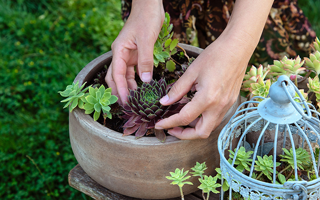 Todo dono de suculenta precisa saber: esse erro simples e silencioso pode estar está matando as suas plantinhas