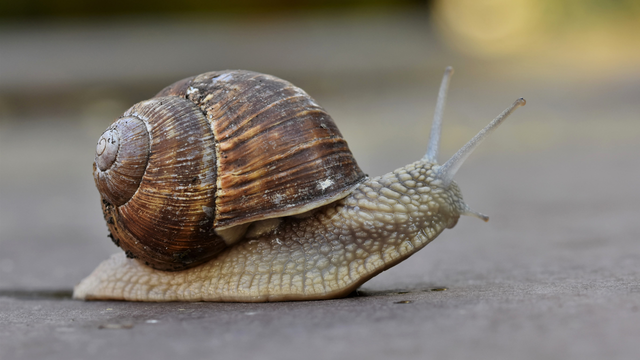 A presença desse pequeno molusco pode simbolizar paciência e também indicar boas condições ambientais. (Foto: Canva)