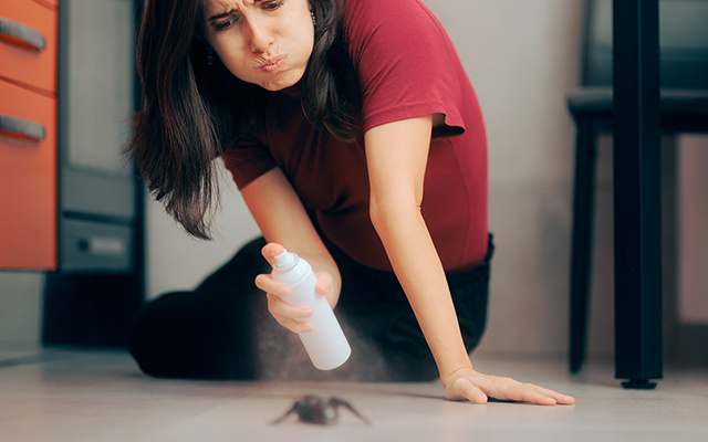 As formigas desaparecerão se um repelente natural for borrifado nas casas, e não é vinagre