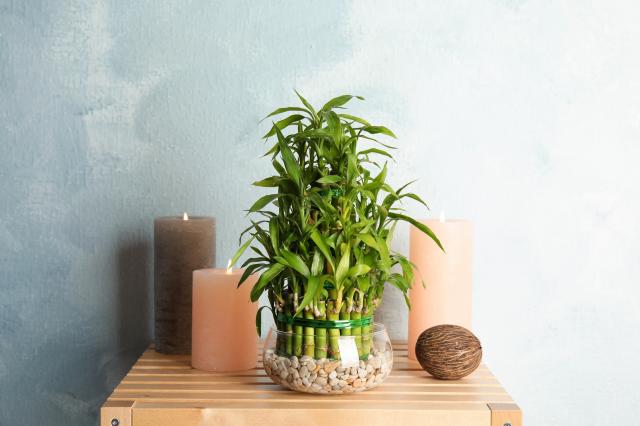 Essa planta asiática popular deve estar na sua casa se você deseja sorte e prosperidade para 2025