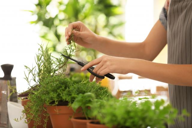 Erva aromática (aqui em casa todos adoram) melhora a circulação e combate o cansaço mental naturalmente