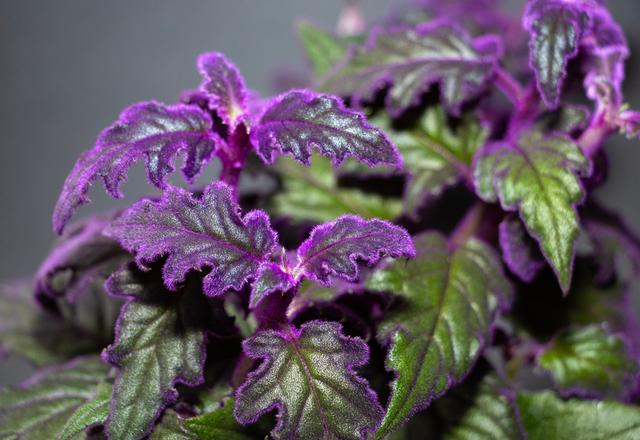 As folhas felpudas do veludo roxo acumulam muita poeira e podem causar crises de espirros e tosse. (créditos: Shutterstock)