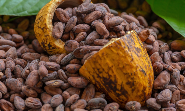 Sou nutricionista e garanto: "O cacau é o alimento com maior poder antioxidante do planeta e, além disso, gera neuroquímica cerebral positiva"