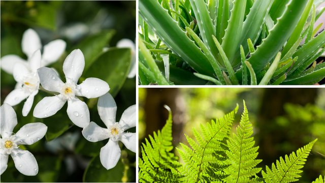 Como transformar seu quintal em um refúgio de bem-estar com plantas fáceis de cuidar