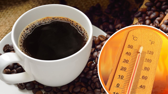 "O problema é que o café é uma planta exigente": como um mundo mais quente ameaça o cultivo de café no Brasil