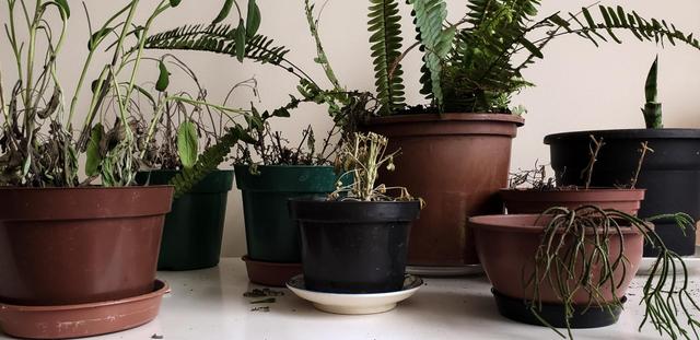 O que significa quando todas as suas plantas morrem, segundo a psicologia (a culpa pode ser sua!)