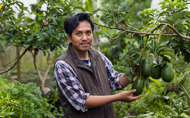 O cultivo de abacate pode ser uma verdadeira ameaça para o meio ambiente! Devemos nos preocupar?