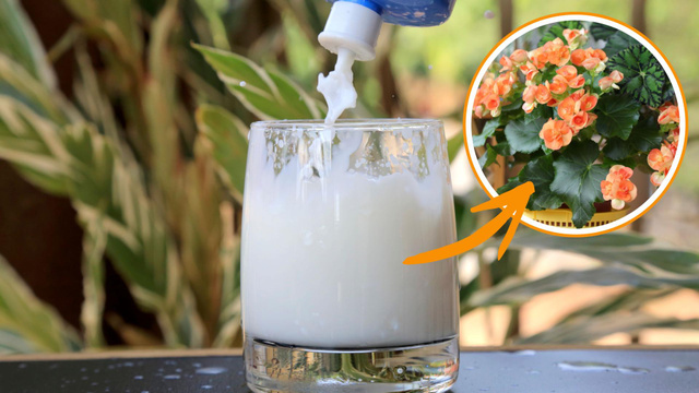 A solução com o leite e a água deve ser preparada com as proporções adequadas antes de aplicar nas begônias (Fotos: Shutterstock; Freepik)