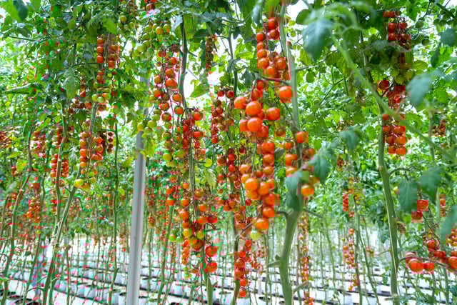 Chega de amarrar tomates em estacas: a técnica simples que economiza espaço e esforço