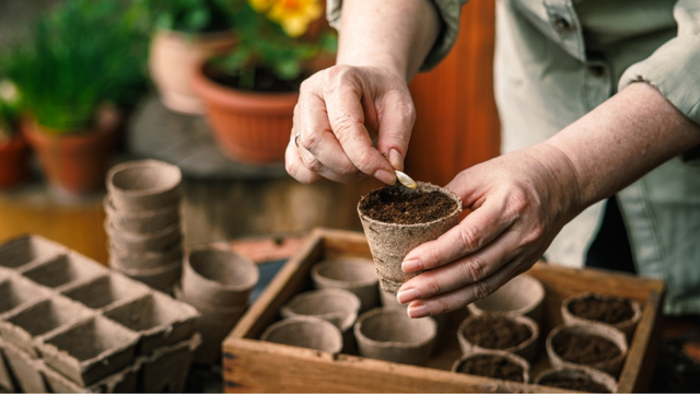 Plante essas três sementes ainda em dezembro para ter o jardim muito florido neste verão sem sacrifício