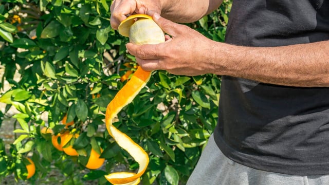 Casca de laranja no jardim: um truque simples contra "visitantes" indesejados