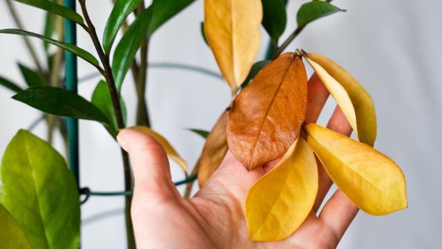 Surgiram folhas amarelas na minha zamioculca e essas dicas salvaram a planta