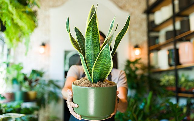 Xô mau-olhado! Essas são as 5 plantas que vão proteger sua casa contra a inveja e energia negativa
