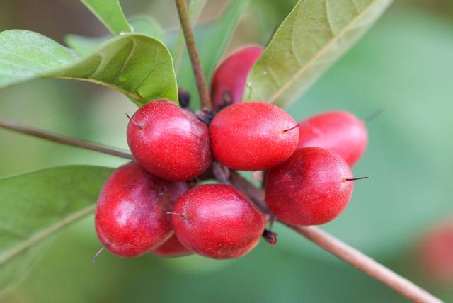 Fruta mais doce do mundo parece uma sobremesa e você pode cultivar em casa de um jeito muito fácil